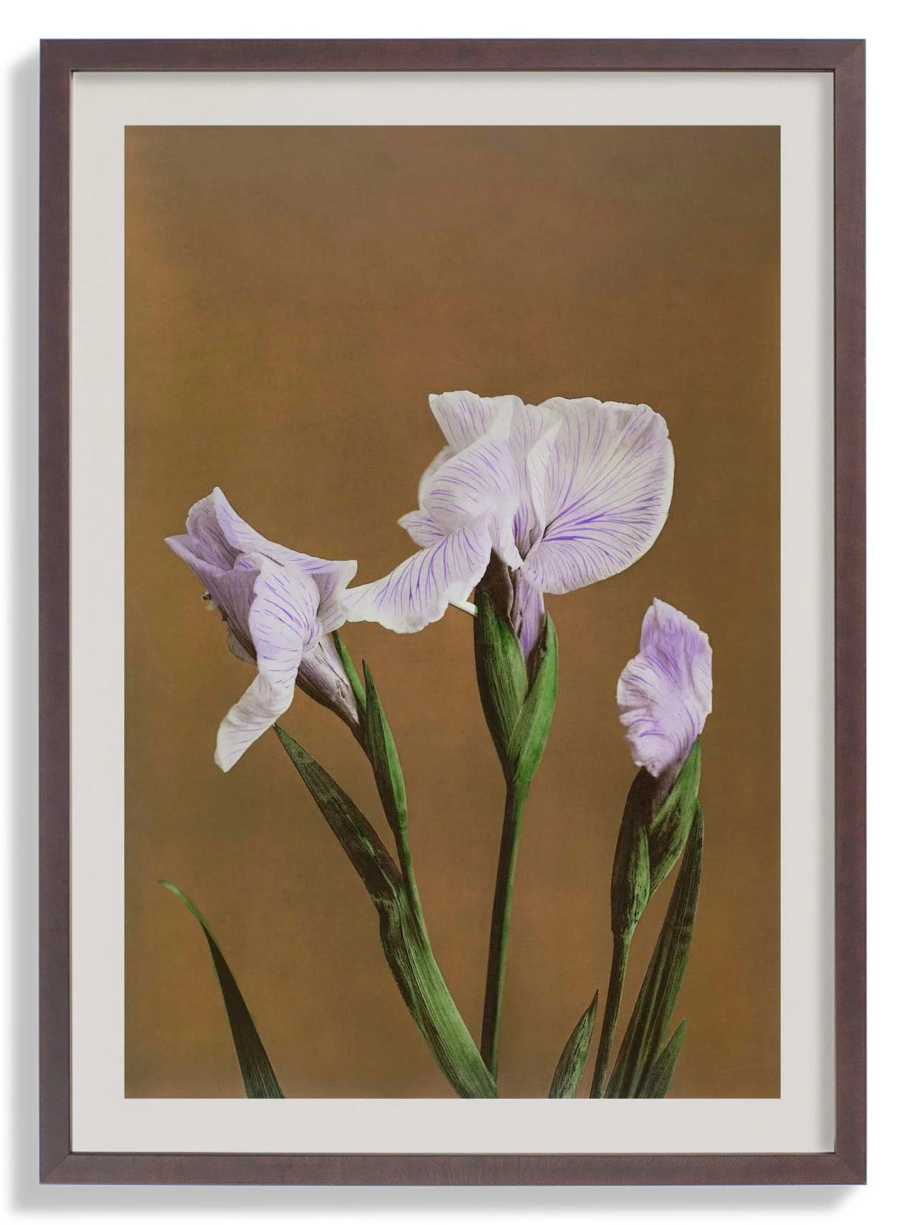Drei Iris Kæmpferi von Ogawa Kazumasa