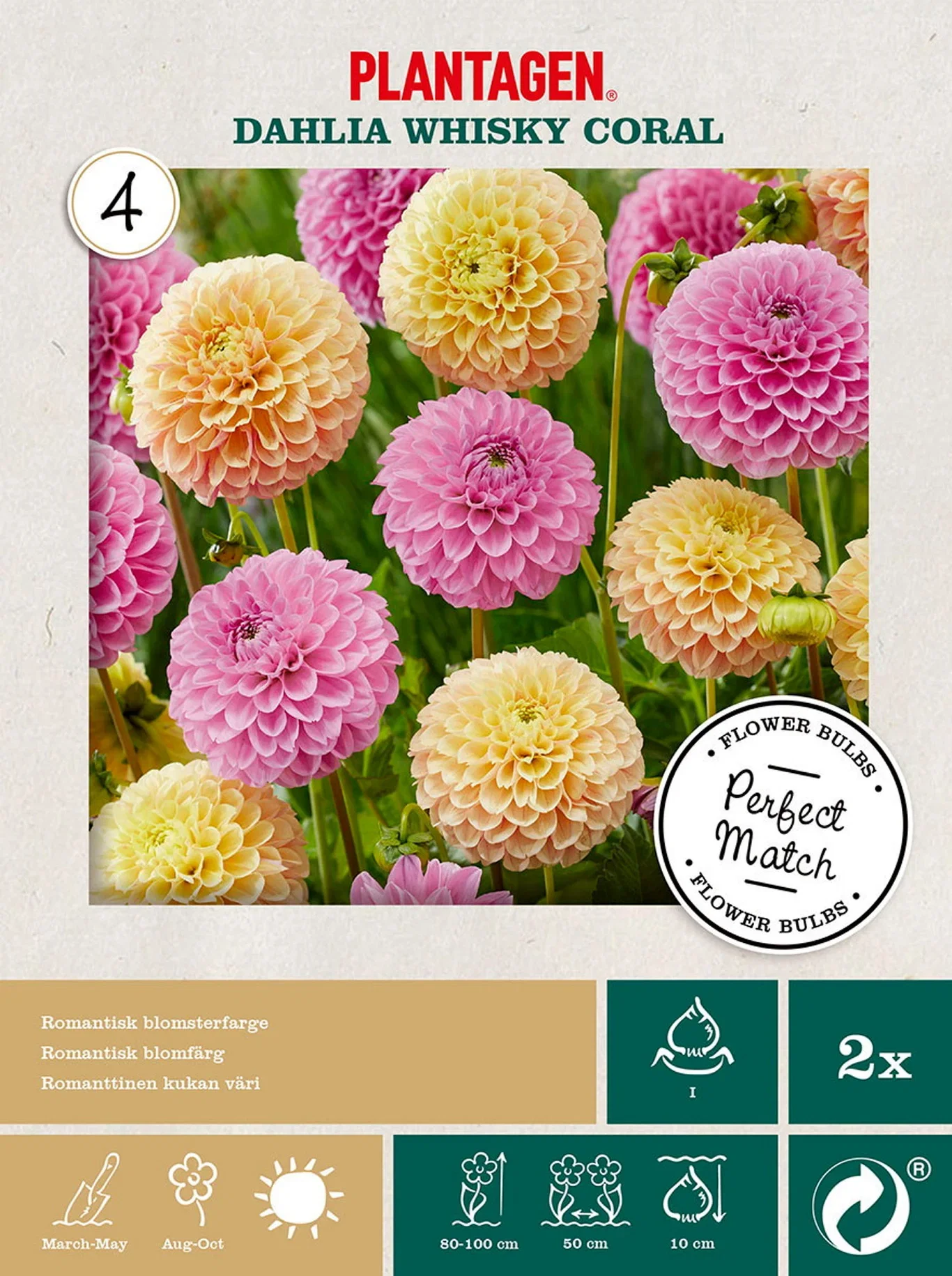 Dahlia x pinnata 'Franz Kafka' & 'Sunny Boy' Georgine mix Whisky Coral 2 pk