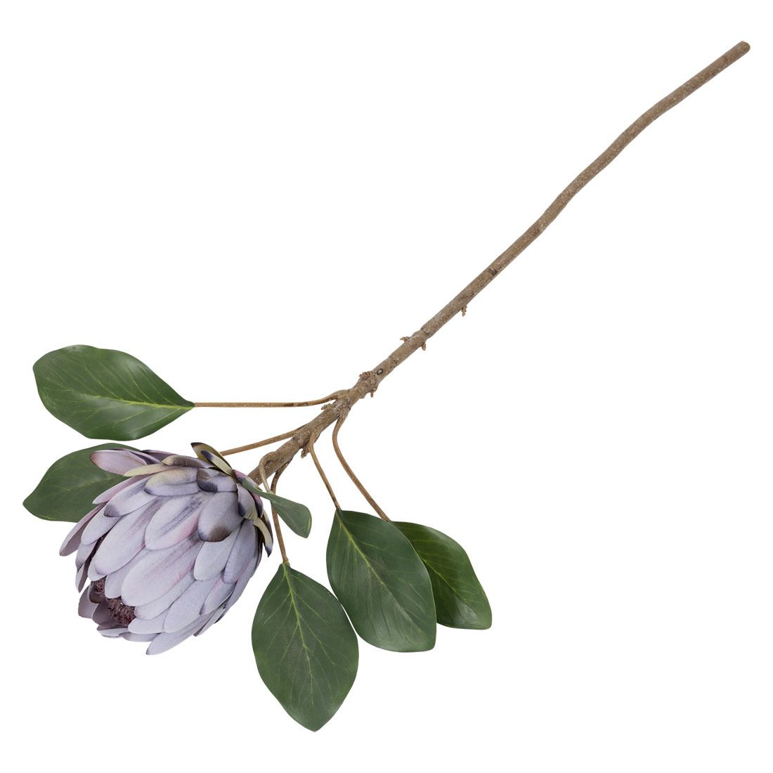 Protea blomst