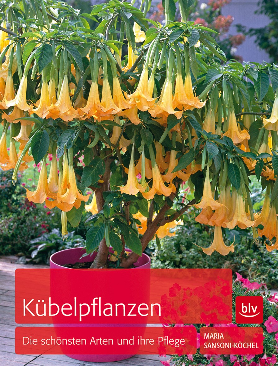 Buch 'Kübelpflanzen', Die schönsten Arten und ihre Pflege günstig bestellen