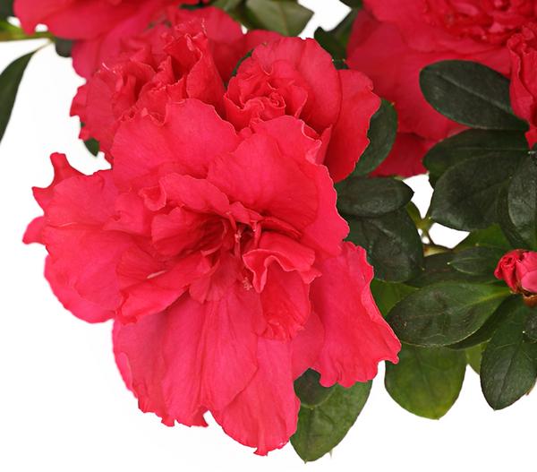 Zimmerazalee - Rhododendron simsii,