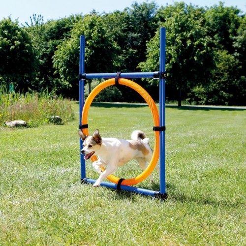 Arco de Agilidade para Cães Azul e Laranja