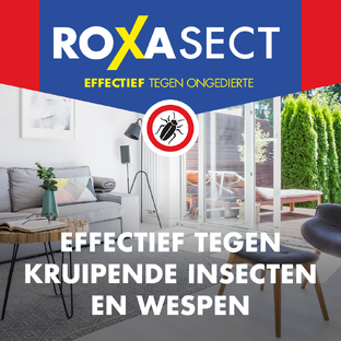 Roxasect Spuitbus Tegen Kruipende Insecten En Wespen 400ML