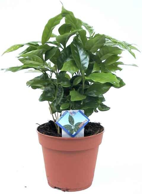Koffieplant (Coffea arabica) D 12 H 25 cm