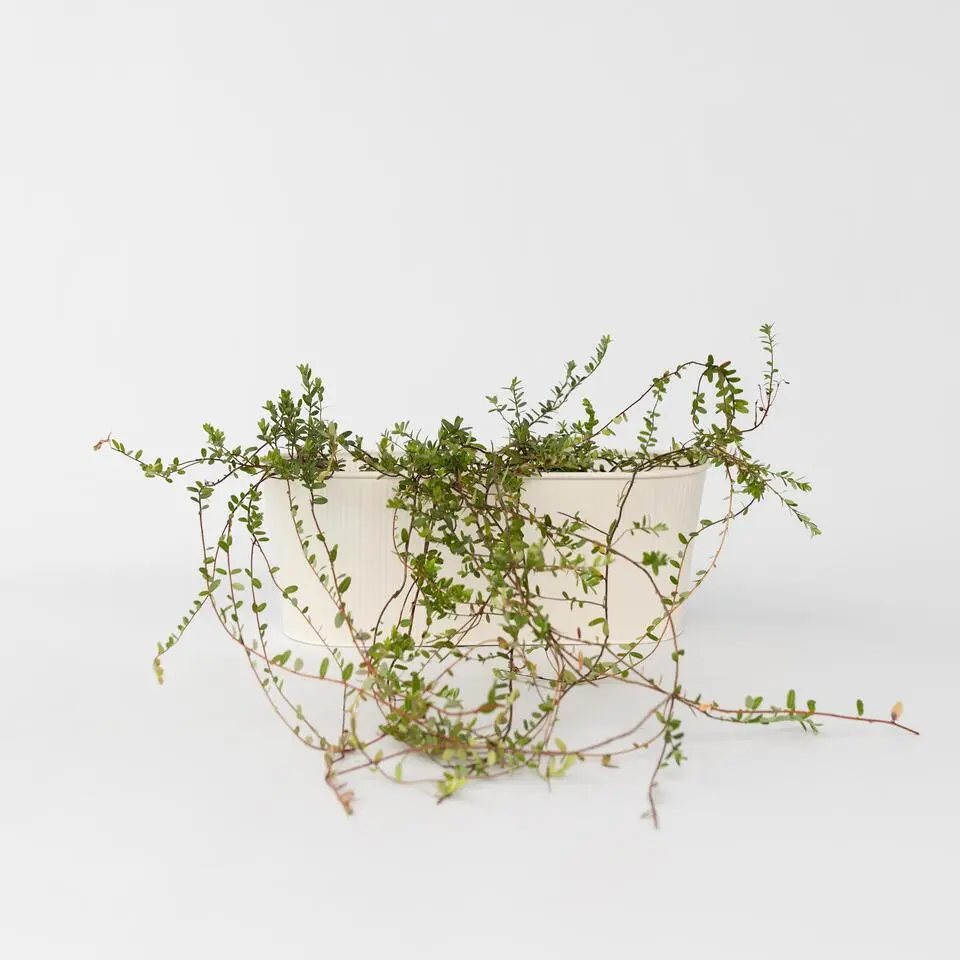 Veenbes - Set van 3 - Vaccinium macrocarpon 'Cranberry' - Hoogte 10-20cm - ⌀9cm