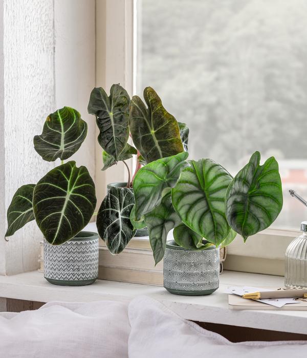 Pfeilblatt - Alocasia baginda 'Pink Dragon'