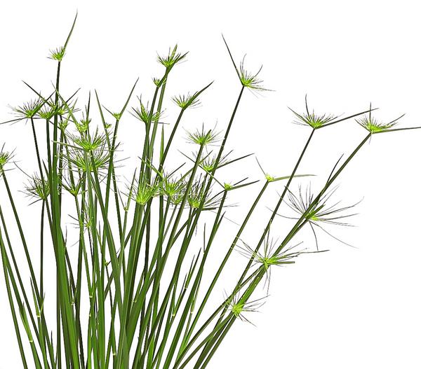 Zypergras - Cyperus haspan