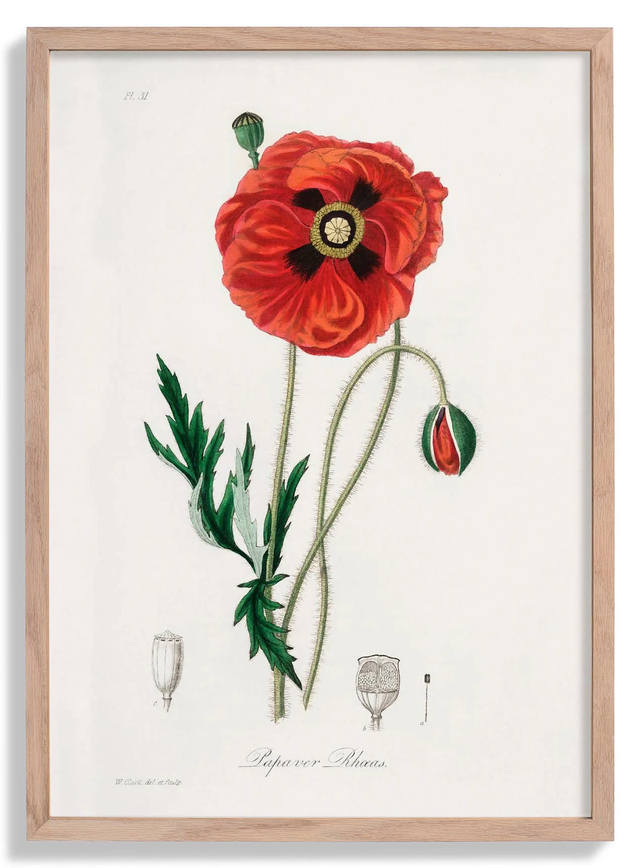 Mohnblume