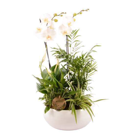 Compo 2 Orchidées et 2 plantes