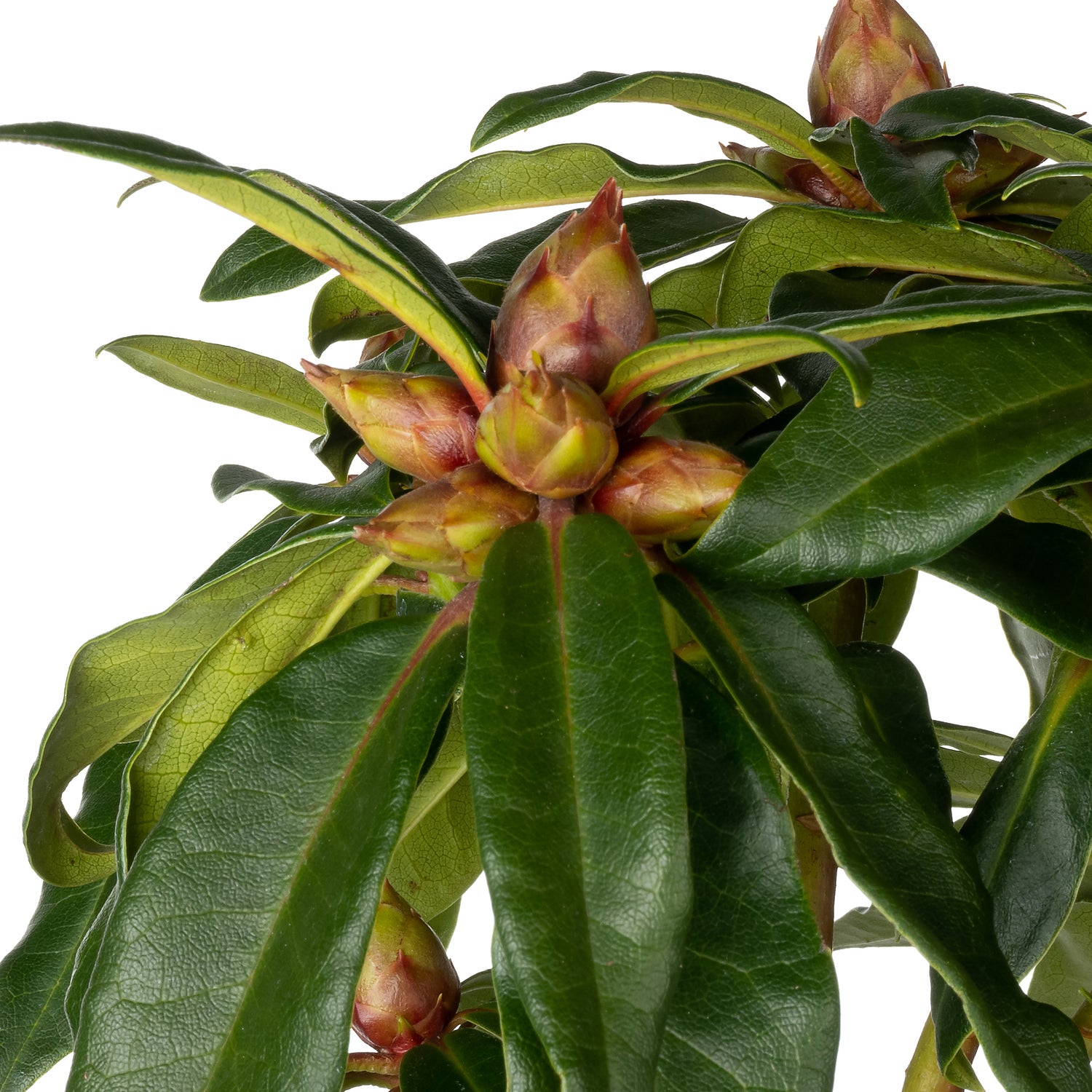 Rhododendron (Rhododendron 'Halfdan Lem') D 19 H 65 cm