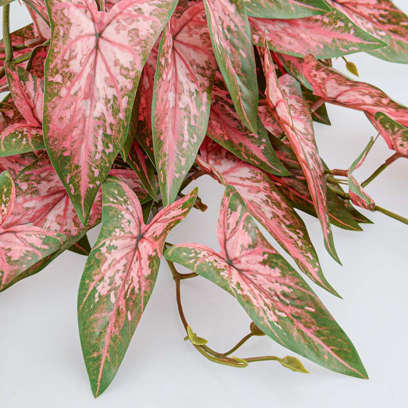 Branche de syngonium rose