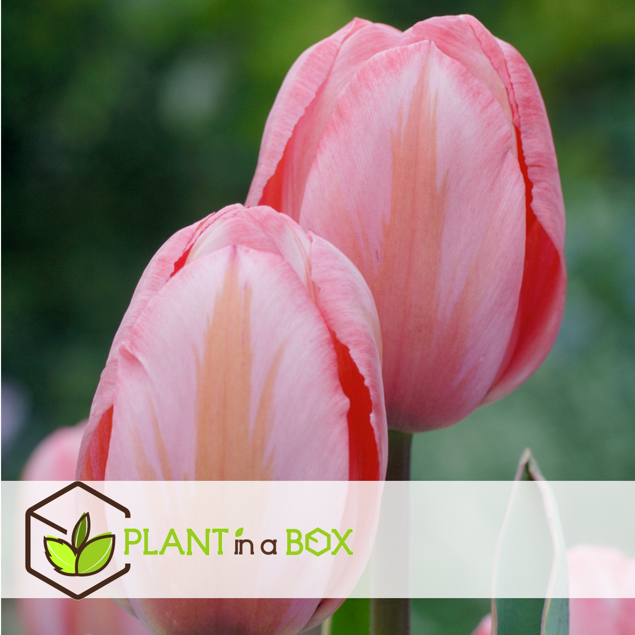 Tulipa design impression - bulbes à fleurs x20 - tulipe - rose