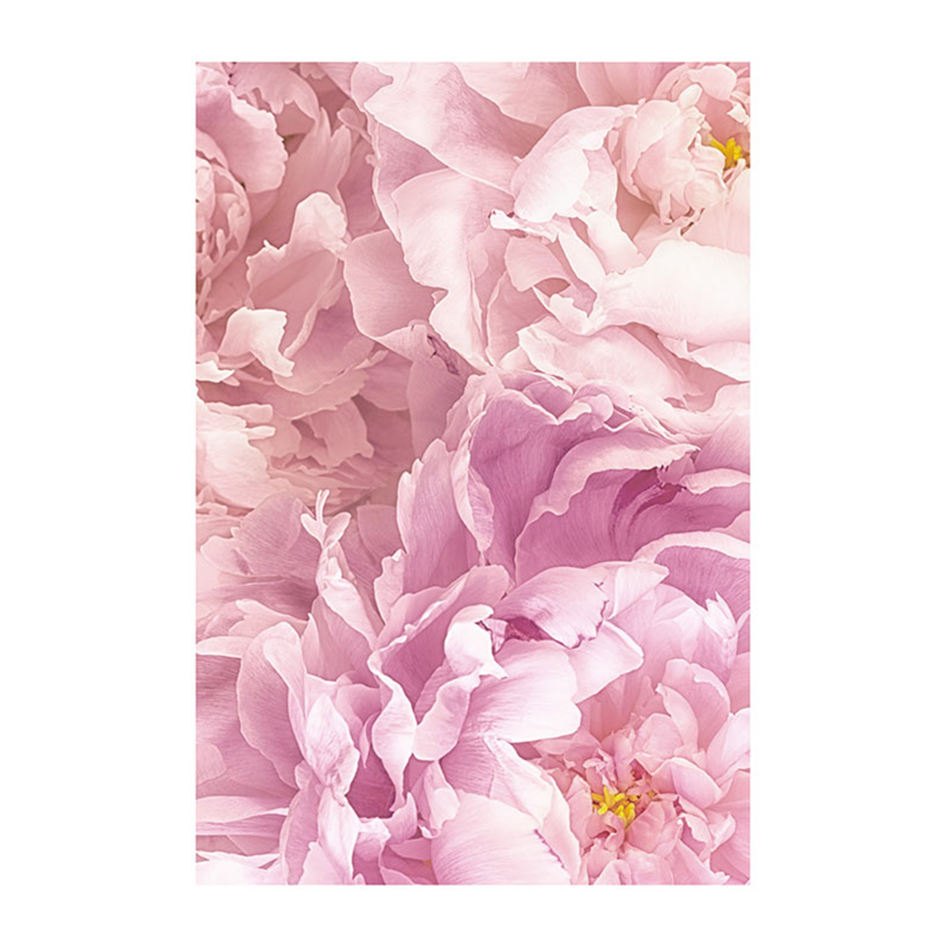 Wandbild SOAVE - rosa - 50x70 cm