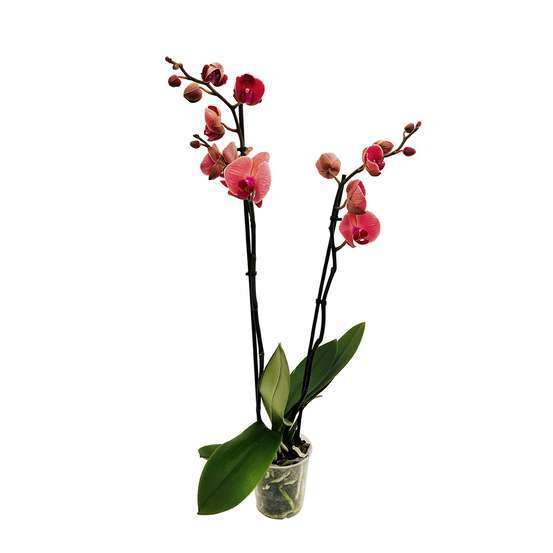 Orchidée Phalaenopsis 2 tiges - Pot Ø 12 cm