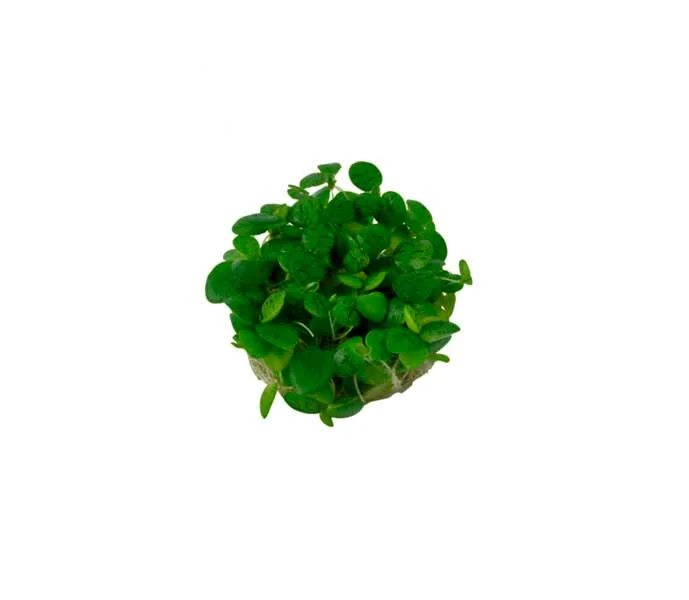 Limnobium laevifolia