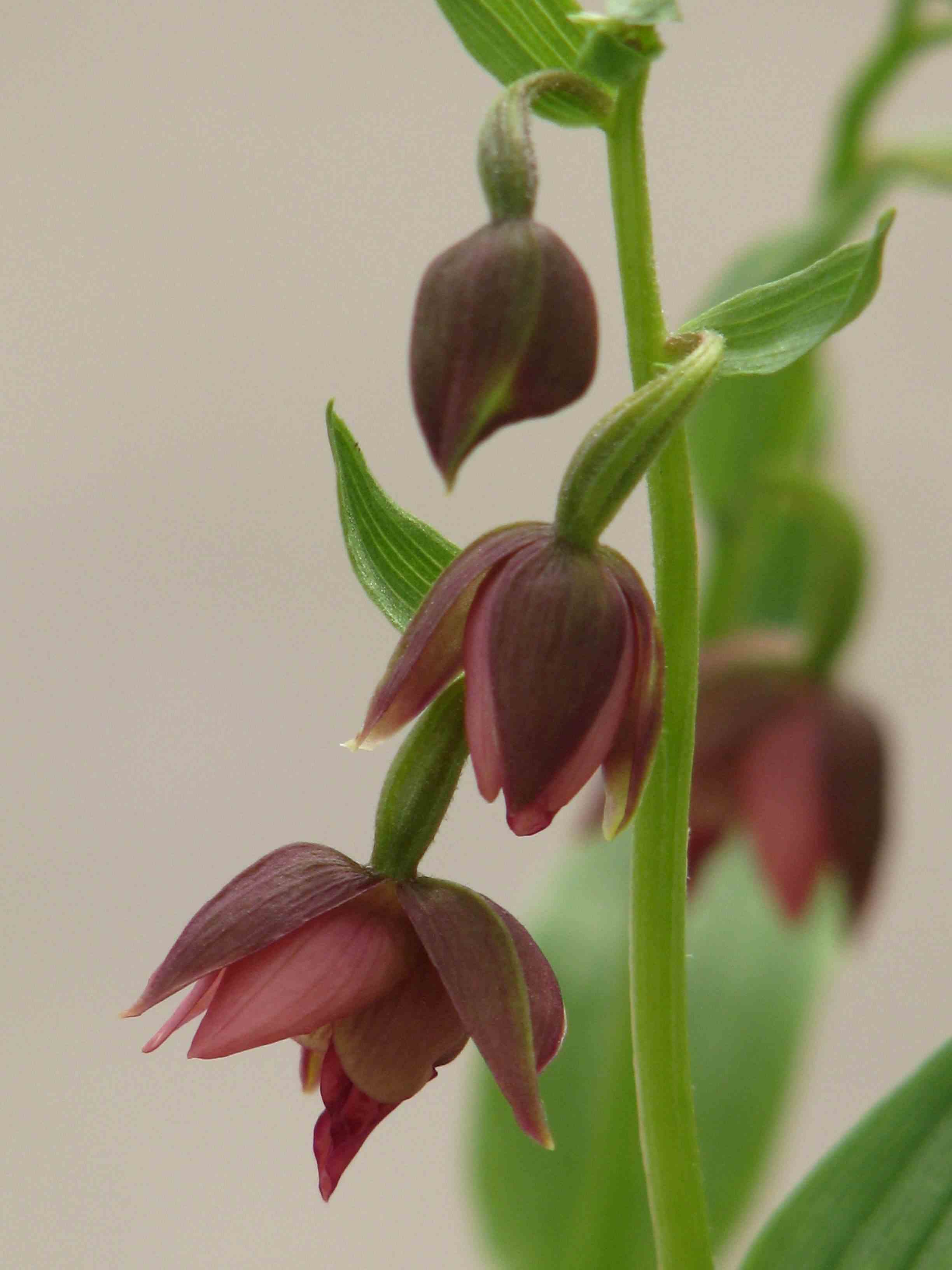 Epipactis royleana taille pot de 1 litre - 0/60 cm - rouge
