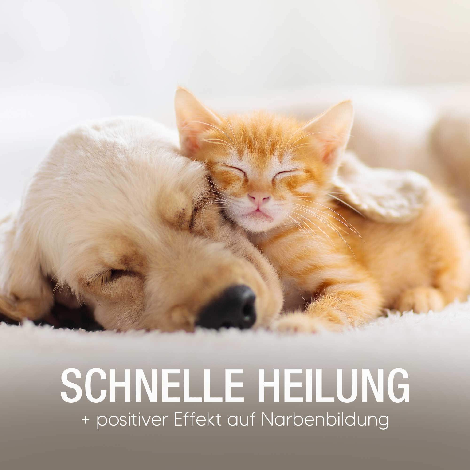 Pawlies Wundsalbe für Hunde & Katzen