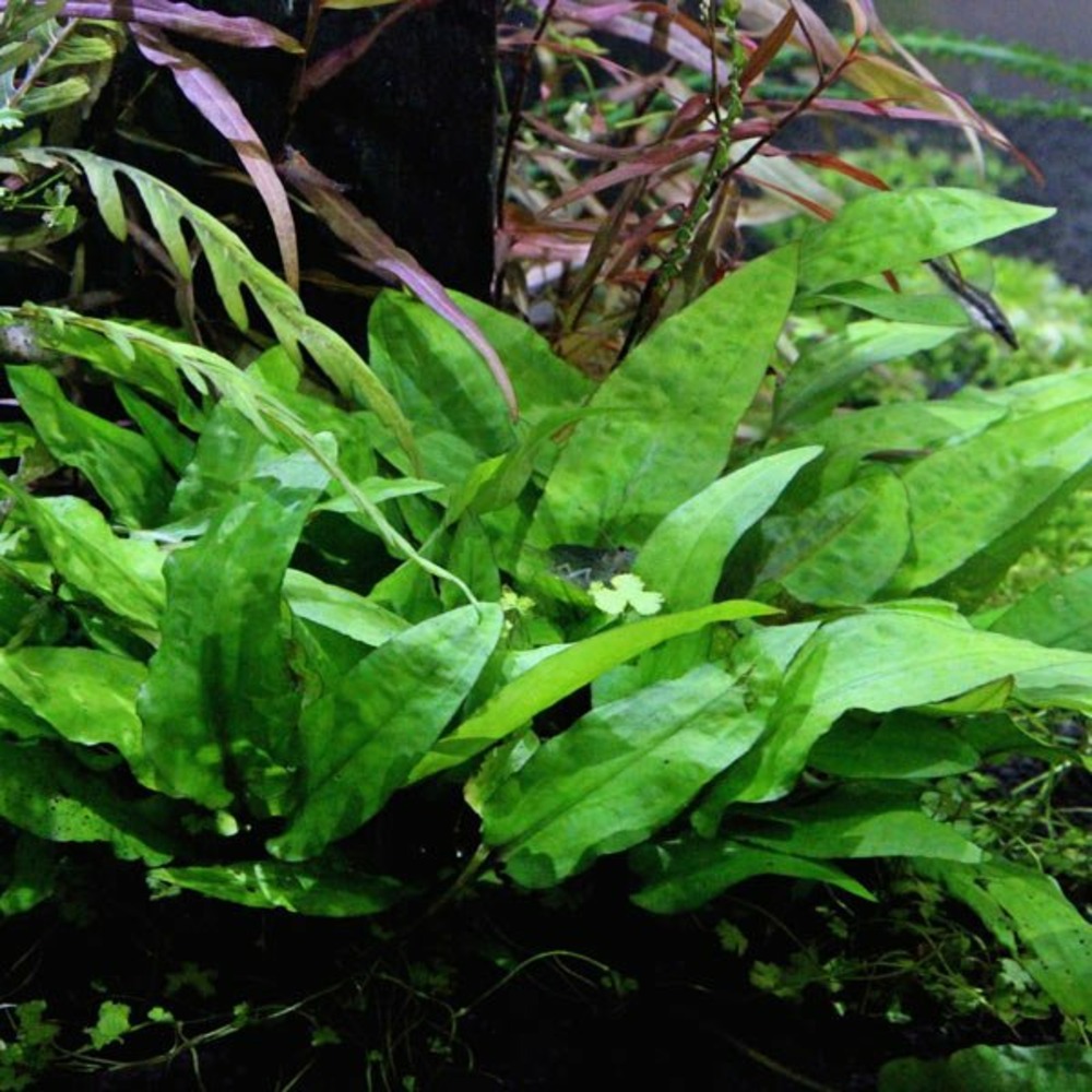 Cryptocoryne wendtii broad leaf in vitro