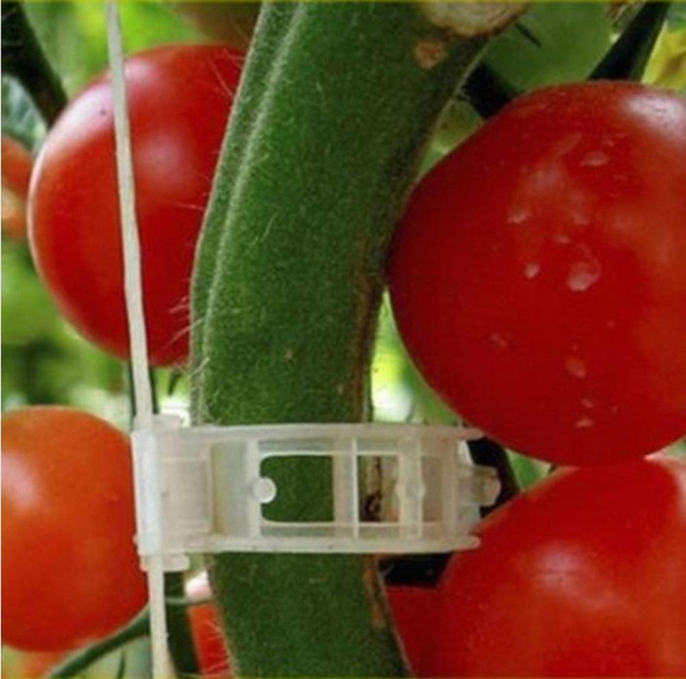 (50er Set) Ø23mm Garten Pflanzenklammern Pflanzenclips Rankhilfe - Transparent