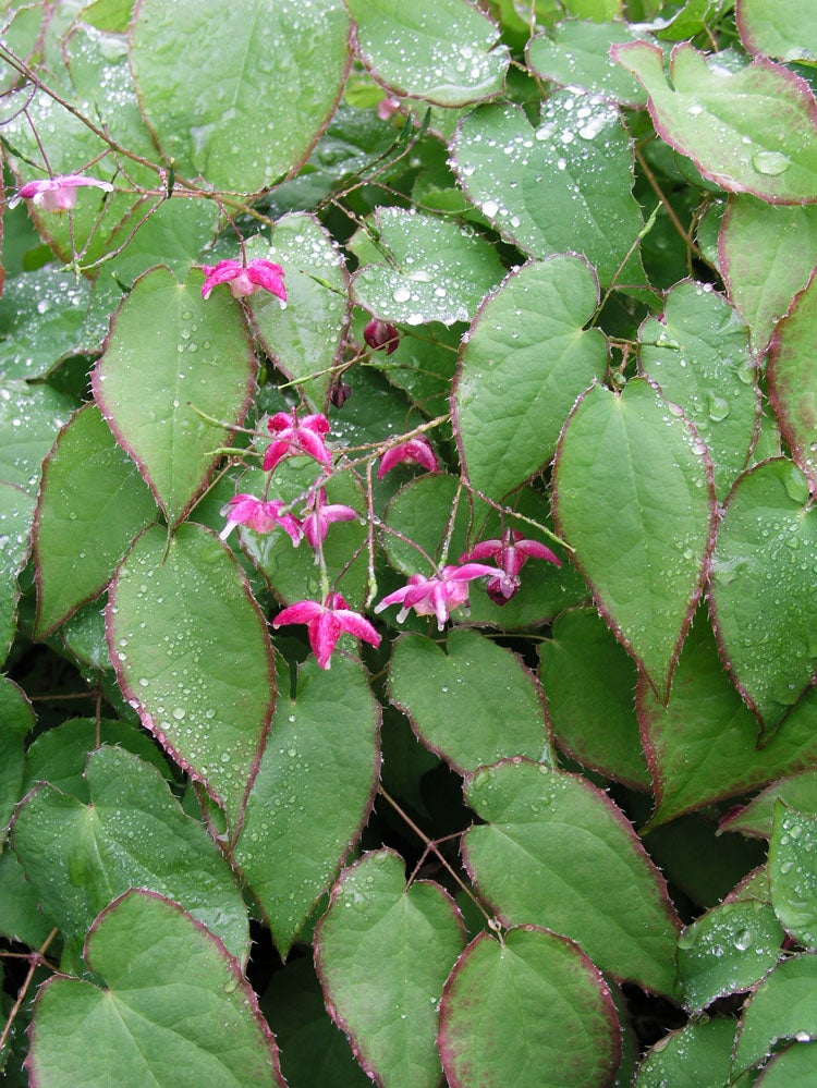 Elfenbloem (Epimedium rubrum) D 11 H 10 cm
