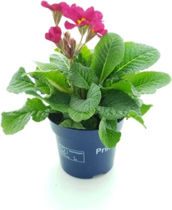 Sleutelbloem (Primula elatior 'Stella Rose') D 12 H 25 cm