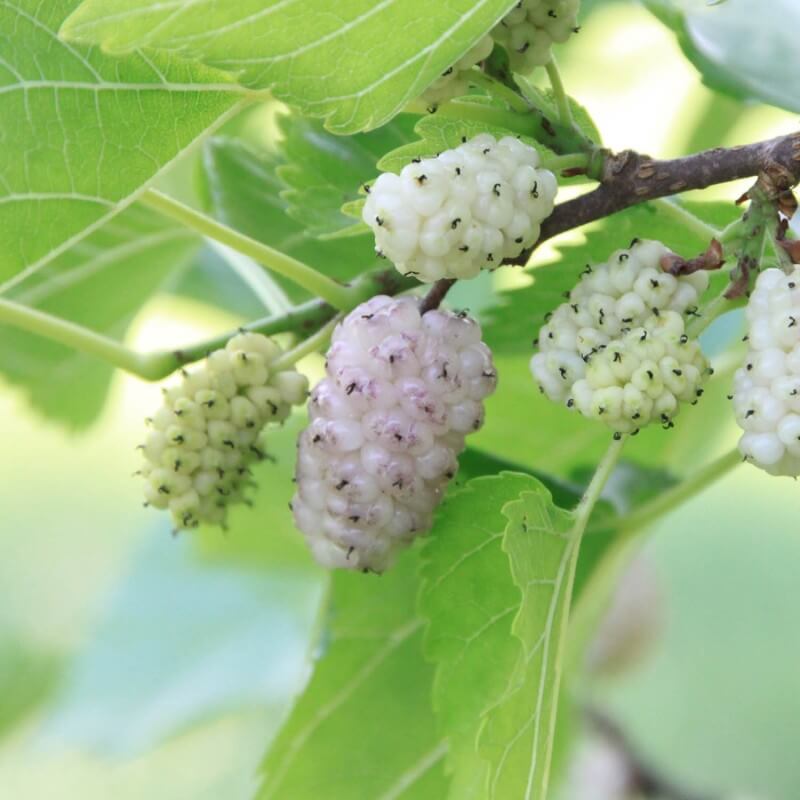 Mûrier blanc (morus alba) - godet - taille 10/15cm