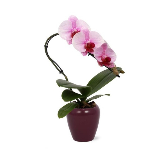 Orchidée Phalaenopsis Cygne - coupe céramique D9 cm