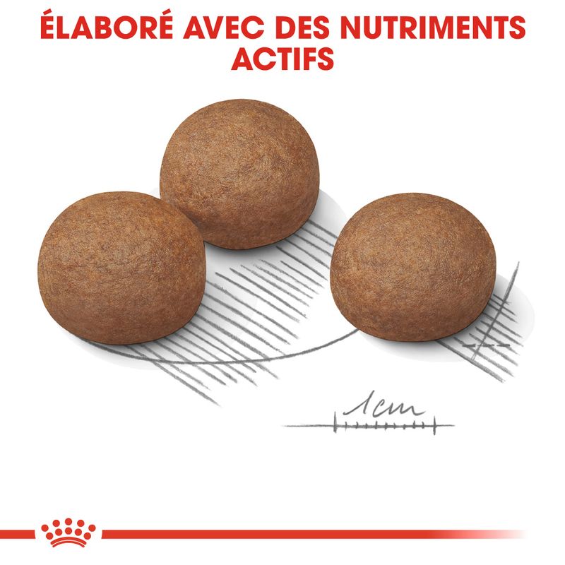 Royal Canin Maxi Digestive Care à prix discount sur bitiba.fr