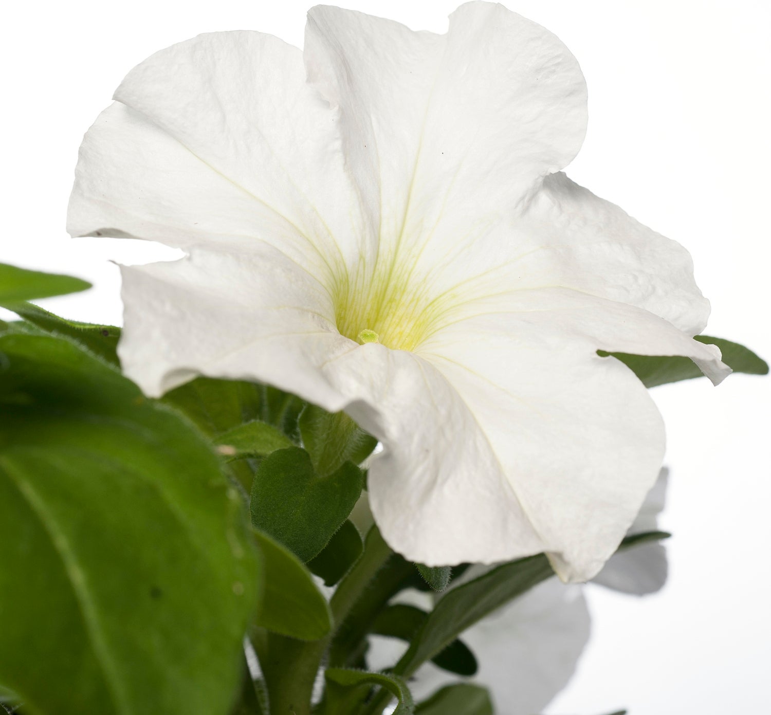 Petunia (Petunia) wit D 9 H 10 cm