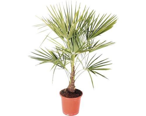 Chinese windmolenpalm (Trachycarpus fortunei) H 60-80 cm Ø 25 cm pot