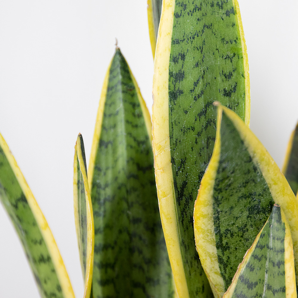 Sansevieria 'laurentii' xl – lady's tongue – succulente – easy care – ⌀17cm – ↕55-65 cm