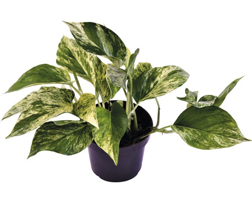 Gouden Pothos (Scindapsus aureum 'Marble Queen') FloraSelf, H 15-25 cm, pot Ø 12 cm