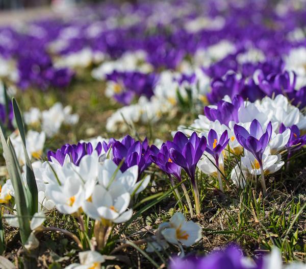 Krokus