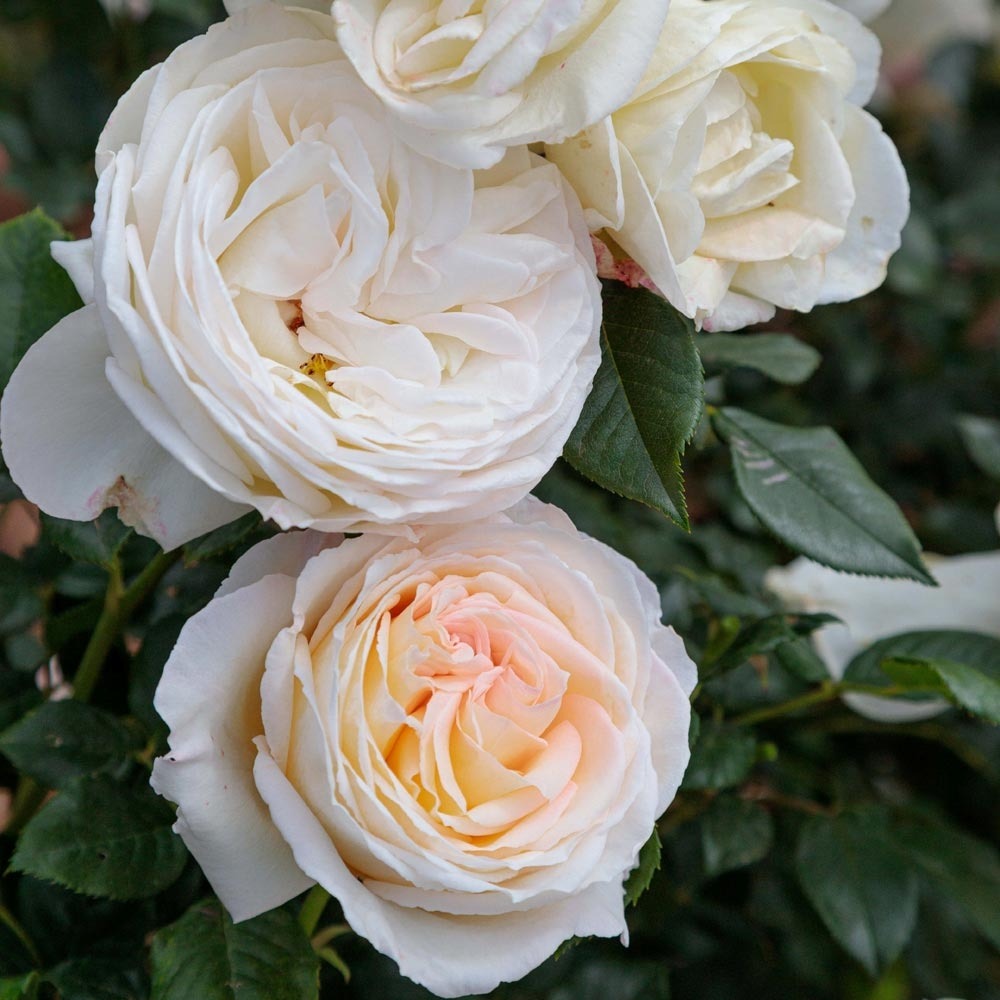 Rosier camille claudel ® meiroguste sans motte