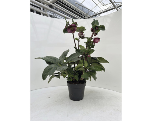 Lenzrose Helleborus x hybridus 'Red Princess' Co 2 L