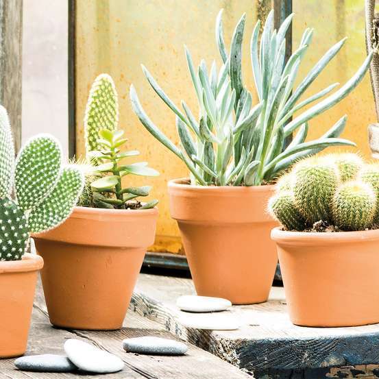 Pot Horticole en terre cuite Ø 5 x H. 5cm