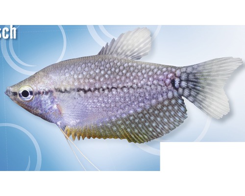 Vismozaïek Threadfin - Trichogaster leeri