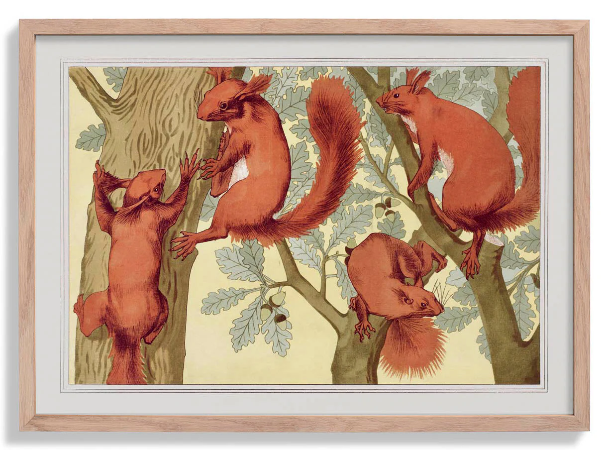 Eichhörnchen