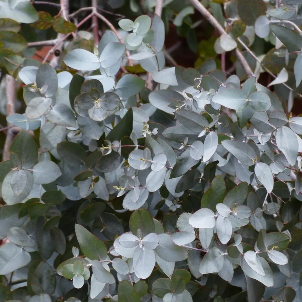 Zilvereucalyptus - Set van 2 - Eucalyptus - Hoogte 90-110cm - ⌀19cm