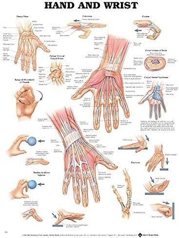 Anatomische chart.