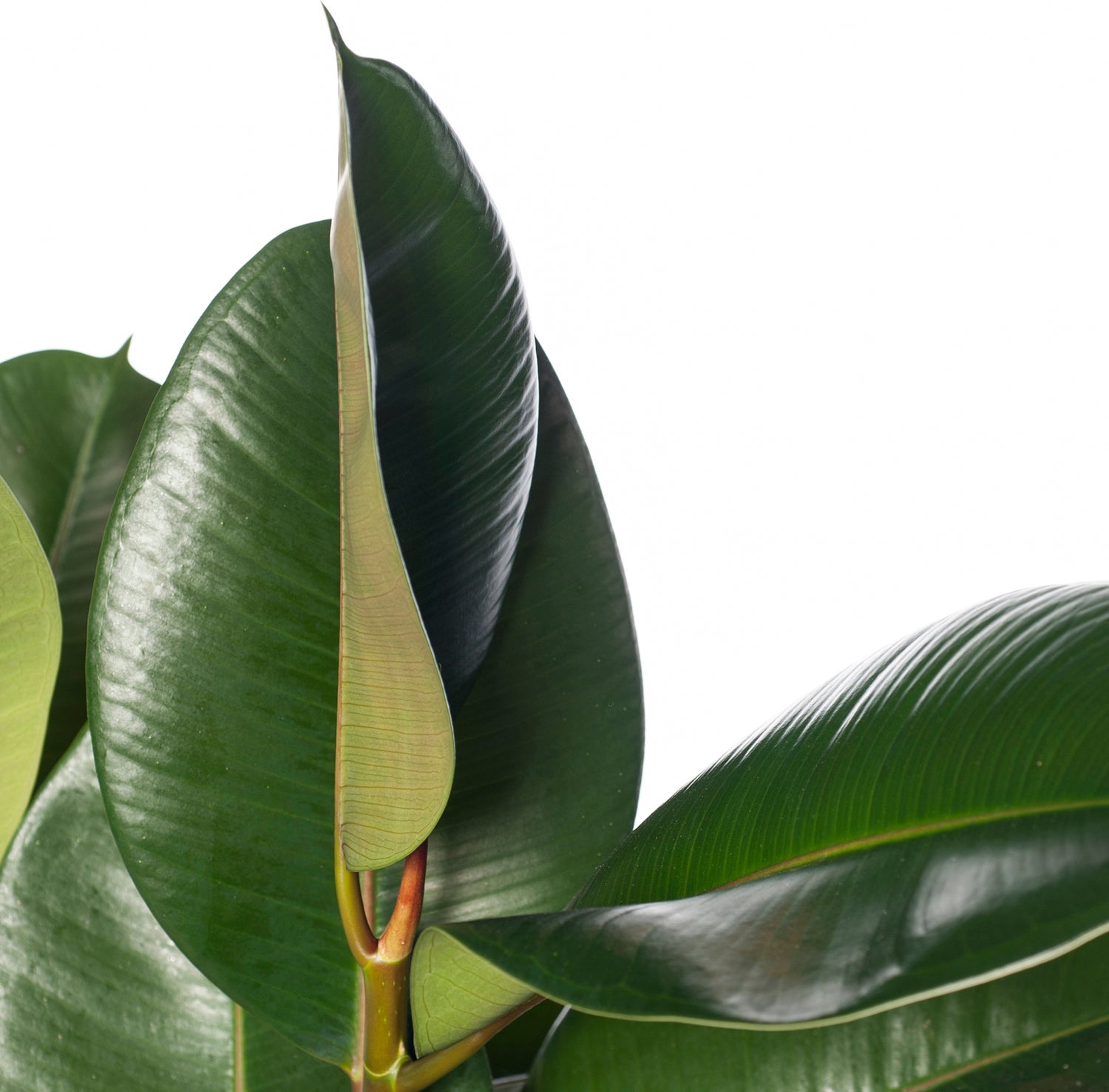 Rubberboom (Ficus elastica 'Robusta') D 27 H 90 cm
