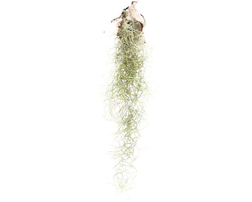 Tillandsia, Louisiana mos hangmand FloraSelf Tillandsia usneoides FloraSelf H 30-50 cm