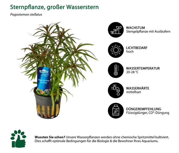 Dehner Aqua Premium Aquarienpflanzen-Set