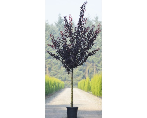 Bloedpruim FloraSelf Prunus cerasifera 'Nigra' halve stam 125 cm H 150-175 cm Co 18 L