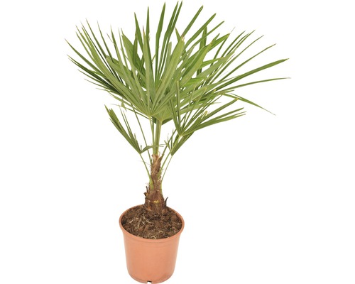 Henneppalm FloraSelf Trachycarpus fortunei H 50-60 cm Ø 20 cm pot