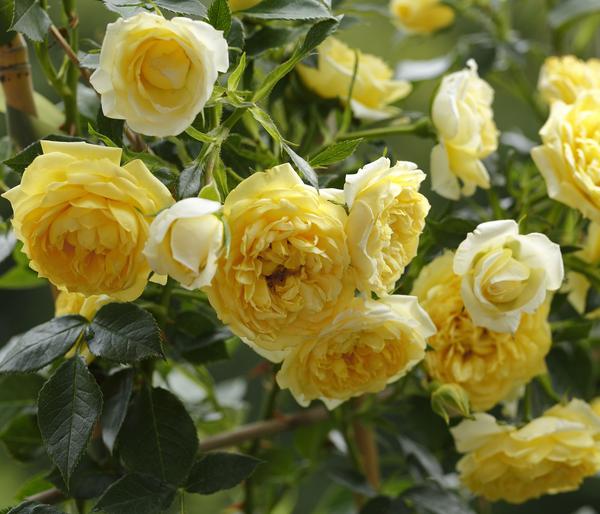 Zwerg-Kletterrose 'Starlet® Elida®'