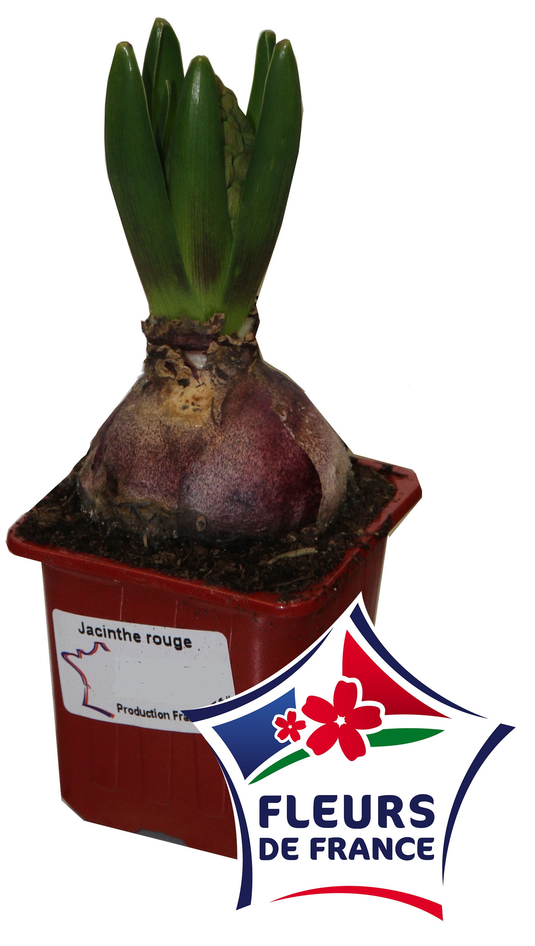Jacinthe rouge godet 7 cm