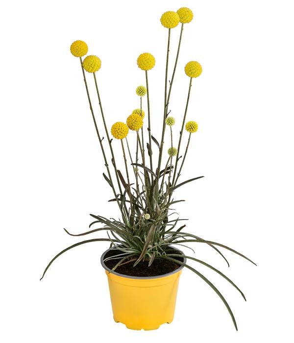 Trommelschlägel 'Golf Beauty'