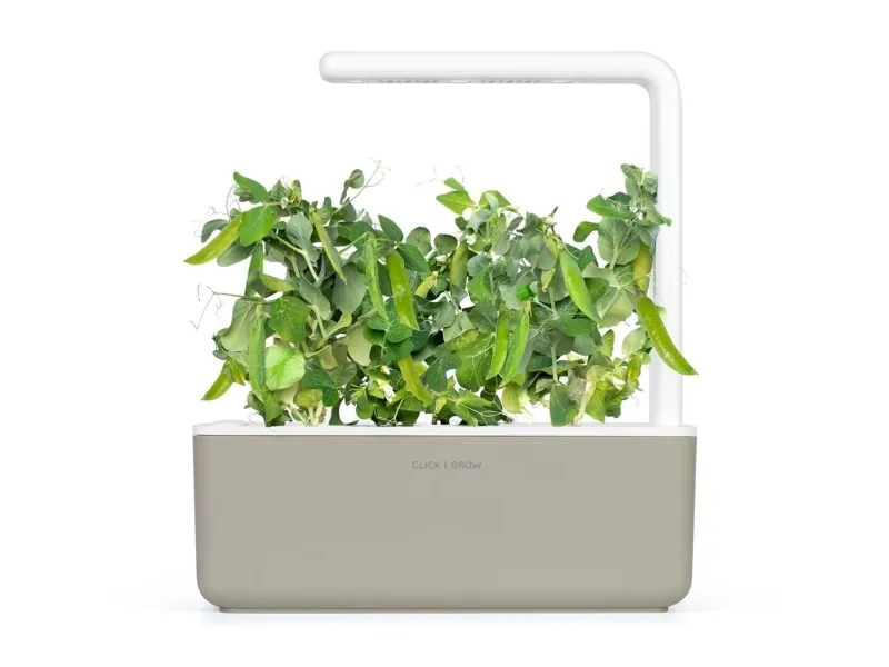 Click & Grow SGR54x3, Spiselig plante, Genopfyldning, Hurtig producent (3-5 uger), 7 - 14 dage, 2 måned(er), 18 - 24 °C