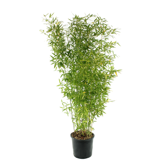 Bambou moyen phyllostachys aurea 150/200 cm: pot de 18 litres